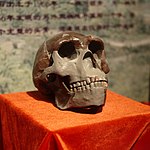 Peking Man skull (replica).
