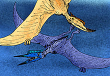 Phobetor parvis.jpg