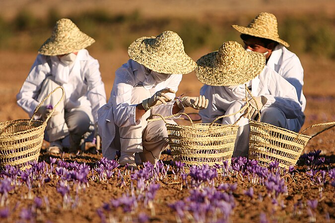 藏红花农场的采摘人，摄于伊朗禮薩呼羅珊省托爾巴特海達里耶。