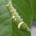 Ruspe van die Ulysses-swaelstert, Papilio ulysses