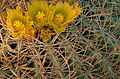 Barrel cactus flowers