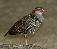 The buff-banded rail