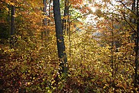 Oak-hickory woodland in the Hoosier National Forest, Indiana