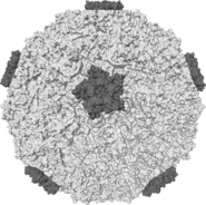 Уявлена поверхня одного з варіантів людського риновіруса.