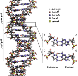 بنية اللولب المزدوج للدنا تظهر بنيتي زوجين قاعديين بالتفصيل والثلمين الكبير والصغير، الذرات ملونة حسب العنصر الكيميائي.
