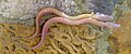 Image 32The olm's blood makes it appear pink. (from Animal coloration)