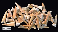 Photo of dozens of yellowish fossilized teeth, the teeth are of various sizes and are spread out randomly on a flat black surface.