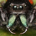 Image 32The fangs in spiders' chelicerae are so sclerotised as to be greatly hardened and darkened (from Arthropod exoskeleton)