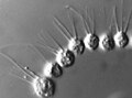 Desmarella sp. colony (Choanoflagellatea)
