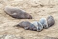 Image 51Northern elephant seals in Ano Nuevo, California