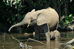 An adult and a young elephant bathing