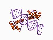 1b72: PBX1, HOMEOBOX PROTEIN HOX-B1/DNA TERNARY COMPLEX