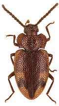 File:Spinolyprops lateralis - ZooKeys-243-083-g002-7.jpeg
