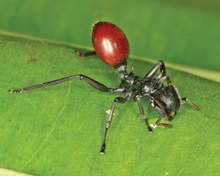 Záběr na mravenčí dělnici na zeleném listu. zadeček hmyzu je tmavě červený