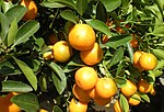 Thumbnail for Citrus japonica