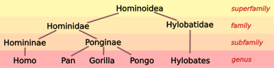 Hominoid taxonomy 3.svg