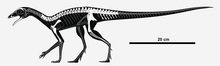 Ixalerpeton skeletal.png