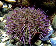 A sea urchin, Strongylocentrotus purpuratus