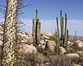 Image 6Flora of Baja California desert, Cataviña region, Mexico (from Ecosystem)