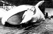 Photo of whale on flensing platform with man standing in its opened mouth