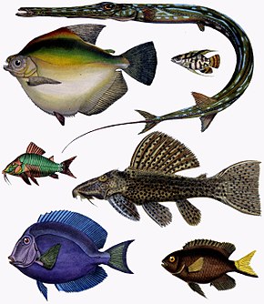 F de Castelnau-poissons - Diversity of Fishes (Composite Image).jpg