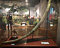 Stegodon’s ivory displayed at Philippine National Museum.jpg