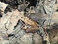 Wood Frog (Lithobates sylvaticus) uses disruptive coloration