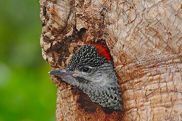 C. abingoni juvenile peeking from nest