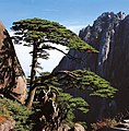 A híres „üdvözlőfa” a Huang-hegyen