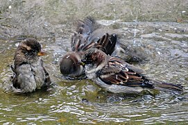 Naminiai žvirbliai dažnai mėgsta pliuškentis vandens balutėse