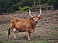 Vaca cachena, v. razas de vacún. 39 2010