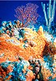 Image 7Non-bilaterians include sponges (centre) and corals (background). (from Animal)