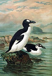 Duży ptak z czarnym dziobem, białym brzuchem i białą plamą wokół oka stojący na skale przy oceanie, w którym pływa podobny ptak, lecz z białym pasem zamiast plamy wokół oka