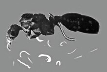 Černobílá fotografie mrtvého mravence, pod nímž jsou vyskládáni drobní bílí červi