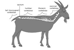 Anatomy and physiology of animals Regions of a vertebral column.svg