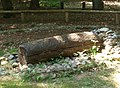 Log coffin burial, reconstruction.[201][202]