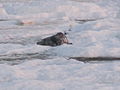 An adult grey seal on drift ice just off of the Kihnu coast.