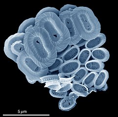 Coccolithophores named after the BBC documentary series The Blue Planet