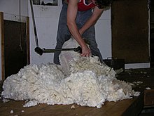Sheering merino sheep