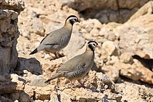 Arabian Partridge at Jebel Hafeet, Al Ain