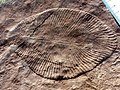 Image 39Dickinsonia costata from the Ediacaran biota (c. 635–542 mya) is one of the earliest animal species known. (from Animal)