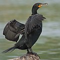 Image 28 Double-crested cormorant More selected pictures