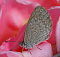 Common Grass-blue butterfly