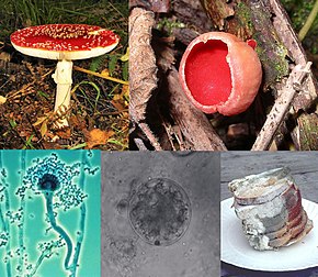 A collage of five fungi (clockwise from top left): a mushroom with a flat red top with white spots and a white stem growing on the ground; a red cup-shaped fungus growing on wood; a stack of green and white moldy bread slices on a plate; a microscopic spherical grey semitransparent cell with a smaller spherical cell beside it; a microscopic view of an elongated cellular structure shaped like a microphone, attached to the larger end is a number of smaller roughly circular elements that collectively form a mass around it