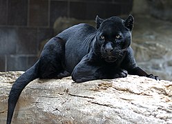 Juodakailis jaguaras Henry Doorly zoologijos sode Nebraskoje, JAV, 2006 m. Apie 6 proc. jaguarų yra juodu kailiu.