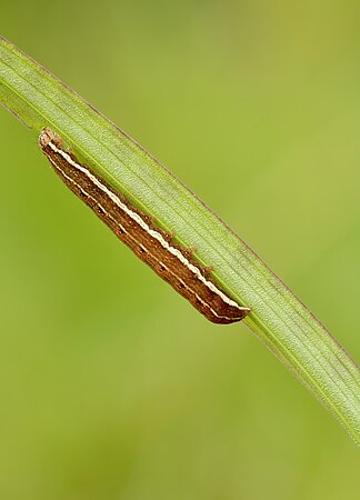 以Dactylorhiza russowii为食的珂冬夜蛾 (Lithomoia Solidaginis)幼虫，摄于爱沙尼亚。