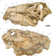 Two photos of Irritator challengeri's holotype skull from the left and right sides
