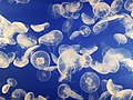 Image 30Jellyfish are easy to capture and digest and may be more important as food sources than was previously thought. (from Marine food web)
