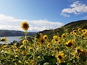 Sunflowers above Rhine, Lorch.jpg