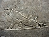 Раненая львица. Львиная охота Ашшурбанипала. Рельеф из дворца царя Ашшурбанапала в Ниневии. 645—635 гг. до н. э. Британский музей, Лондон